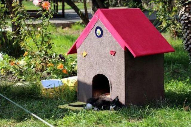 Anaokulu Öğrencileri, Sokak Hayvanları Için Barınma Evleri Yaptı