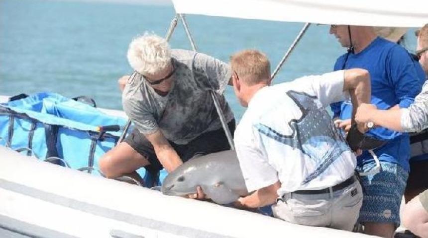 Soyu T&uuml;kenen Meksika Yunusu Yakalanıp Geri Bırakıldı