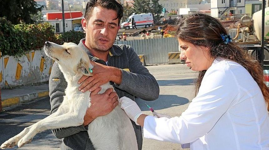 Ataşehir&rsquo;de Hayvanlar Tek Tek Aşılanıyor