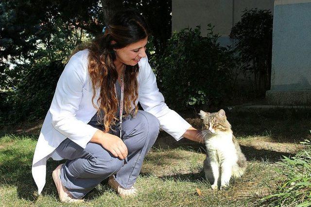 Ataşehir’de Hayvanlar Tek Tek Aşılanıyor