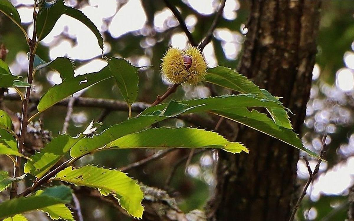 Kestaneyi Kazdağları&rsquo;ndan Topluyorlar