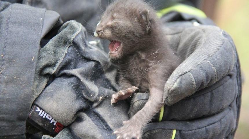 &Ccedil;atıda Sıkışan Yavru Kediyi İtfaiye Kurtardı