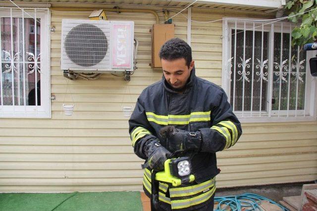 &Ccedil;atıda Sıkışan Yavru Kediyi İtfaiye Kurtardı 1