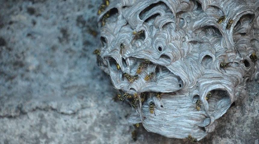 7 Kişilik Aile Arıların İstilasına Uğradı