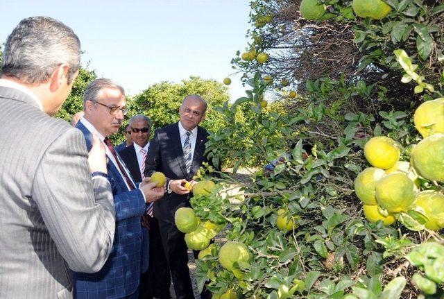 Mersin Valisi Ali İhsan Su Erdemli’de İncelemelerde Bulundu