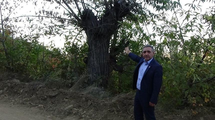 Simavlı Kestane &Uuml;reticileri Endişeli