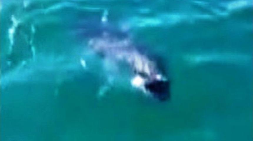 Balık&ccedil;ılar Elleriyle Dev Orkinosu Besledi