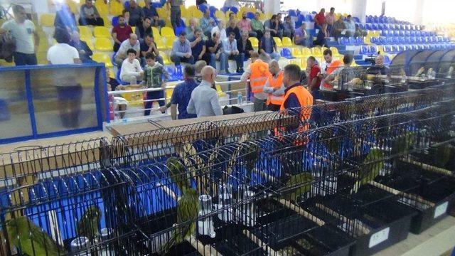 Kanaryalar Edremit’te Yarışıyor