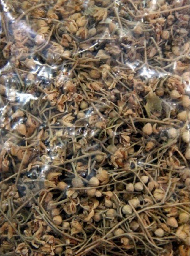 &Ccedil;i&ccedil;ek Ihlamurun Kilosu 200 Tl 3