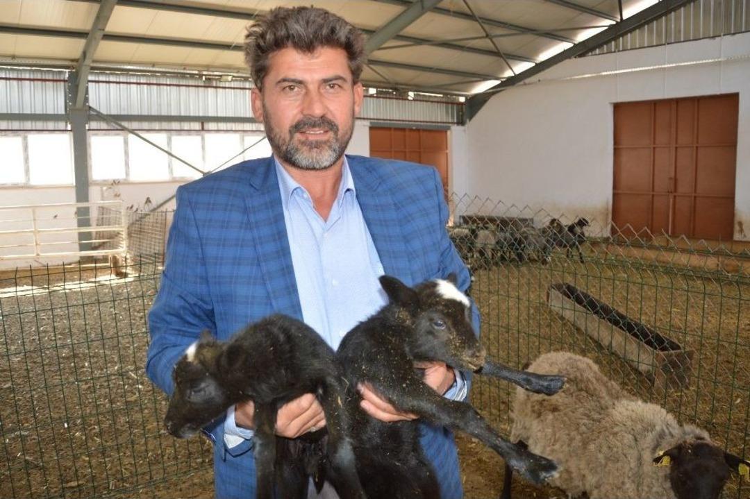 Ukrayna&rsquo;dan Getirdiği Koyunlar Yılda 8 Yavru Veriyor