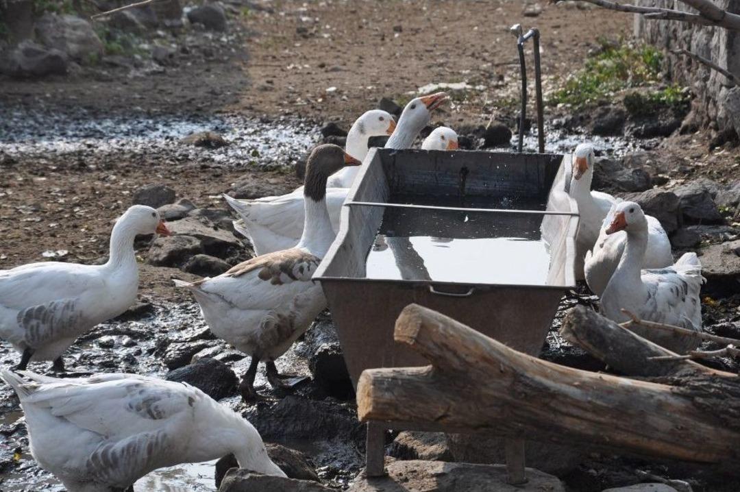 Kars&rsquo;ta Kazlar Kışa Hazır