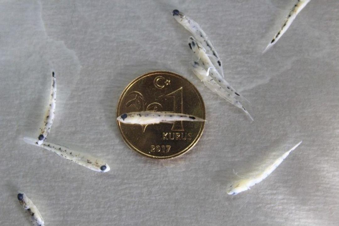 (&ouml;zel Haber) T&uuml;rk Bilim İnsanları Keşfetti: 1 Kuruş Boyutunda Balık