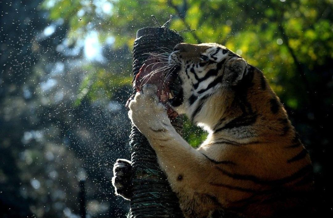 Sonbaharda Hayvanat Bah&ccedil;esine B&uuml;y&uuml;k İlgi