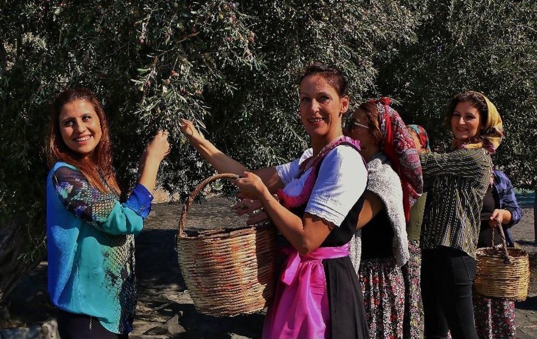 G&ouml;me&ccedil;&rsquo;te &lsquo;3. Geleneksel G&ouml;me&ccedil; Zeytin Hasat Şenliği&rsquo; Coşkusu