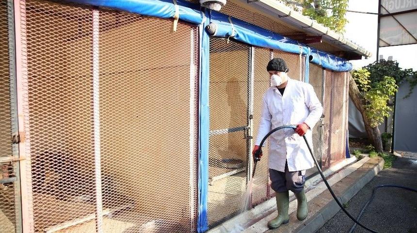 Sincan Belediyesi Sokak Hayvanlarına Sahip &Ccedil;ıkıyor