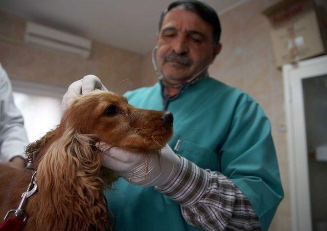 Sincan Belediyesi Sokak Hayvanlarına Sahip &Ccedil;ıkıyor 1