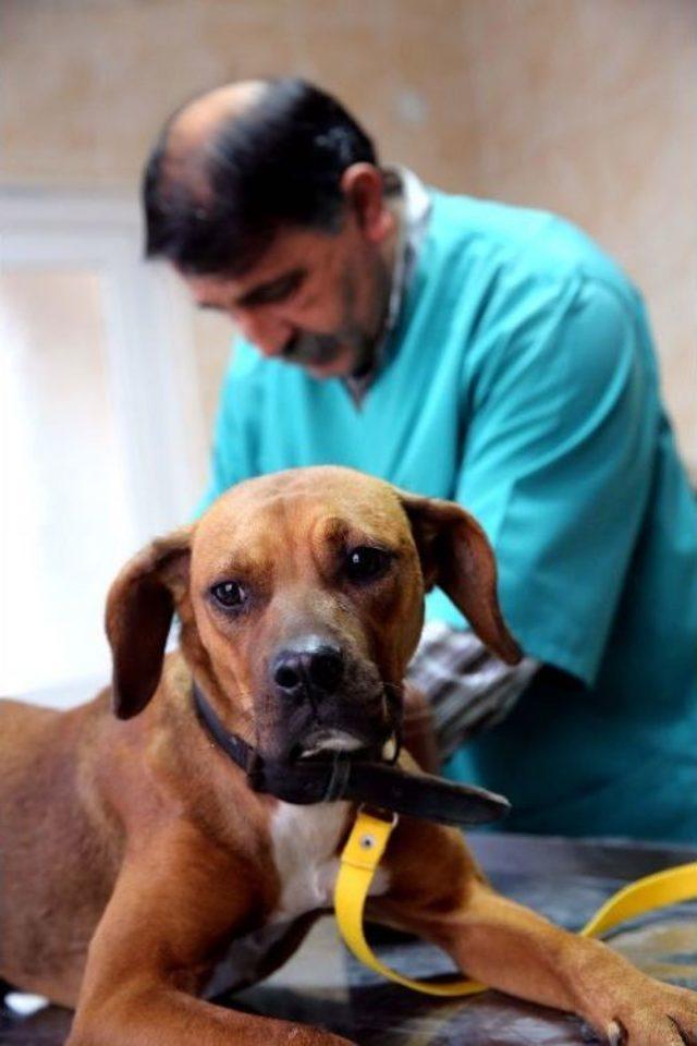 Sincan Belediyesi Sokak Hayvanlarına Sahip &Ccedil;ıkıyor 3