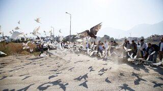 500 Güvercin, Dostluk İçin Havalandı