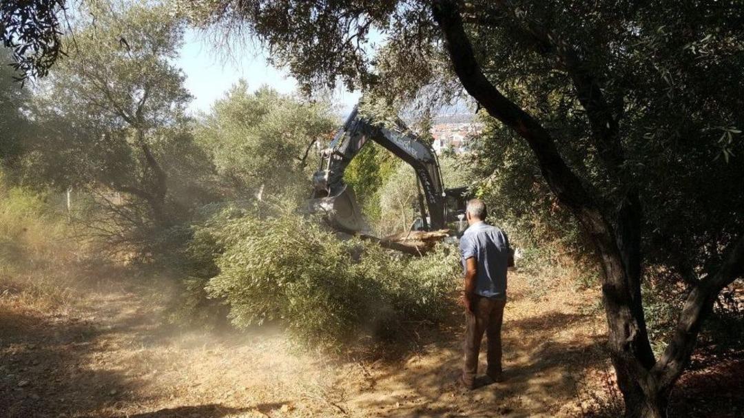 Yaya Yolu Yapılacak Diye 50&rsquo;ye Yakın Ağa&ccedil; Kesildi İddiası