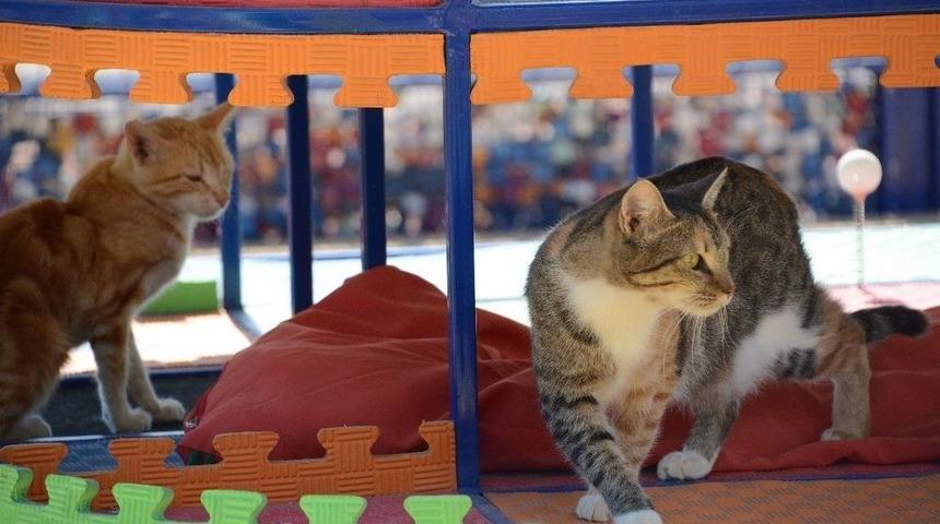 Kedilerin De Bir Parkı Var