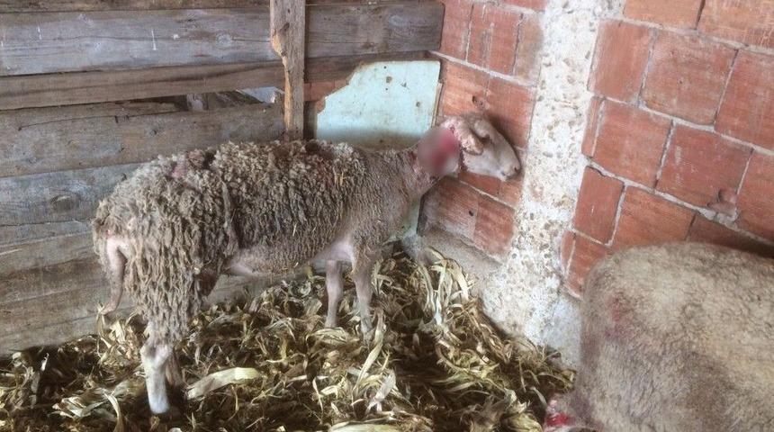 Sokak K&ouml;pekleri Tavuk Ve Koyunları Telef Etti