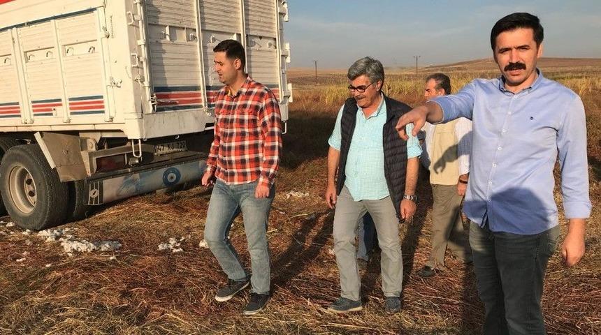 Başkan G&uuml;len&ccedil;, Pamuk Hasadını İnceledi