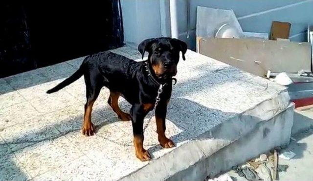 &Ccedil;alınan K&ouml;peğini Bulana Para &Ouml;d&uuml;l&uuml; Verecek 2
