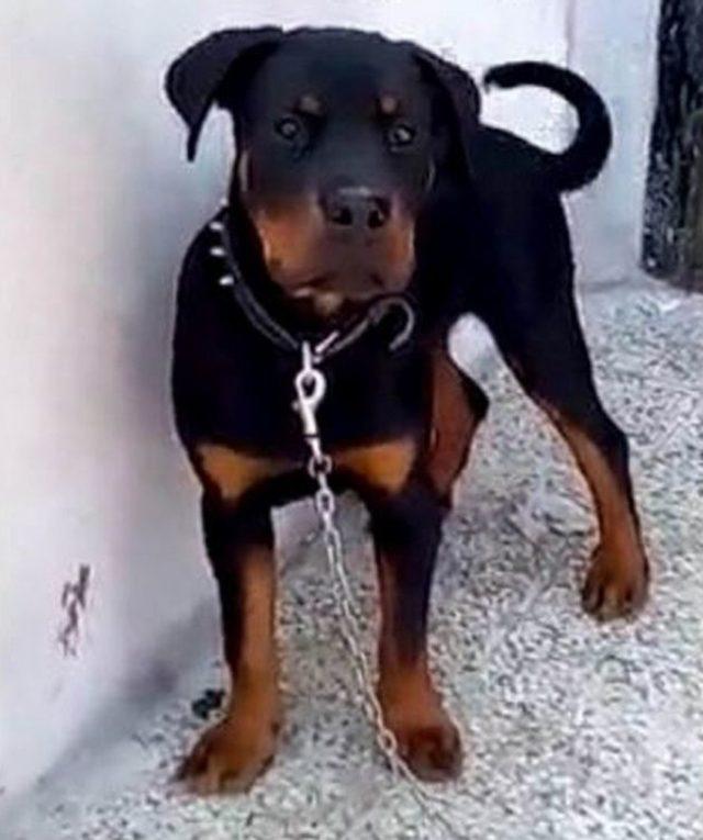 &Ccedil;alınan K&ouml;peğini Bulana Para &Ouml;d&uuml;l&uuml; Verecek 3