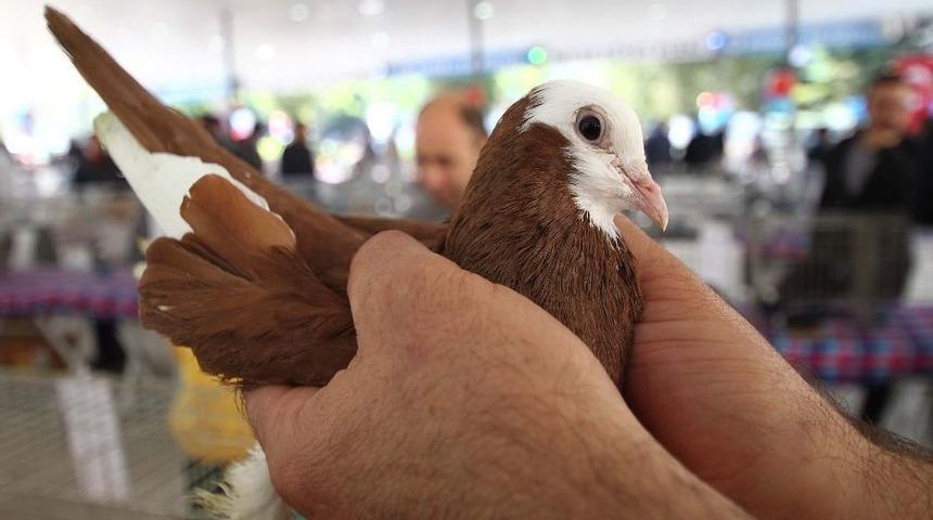 G&uuml;vercinler G&ouml;r&uuml;c&uuml;ye &Ccedil;ıktı