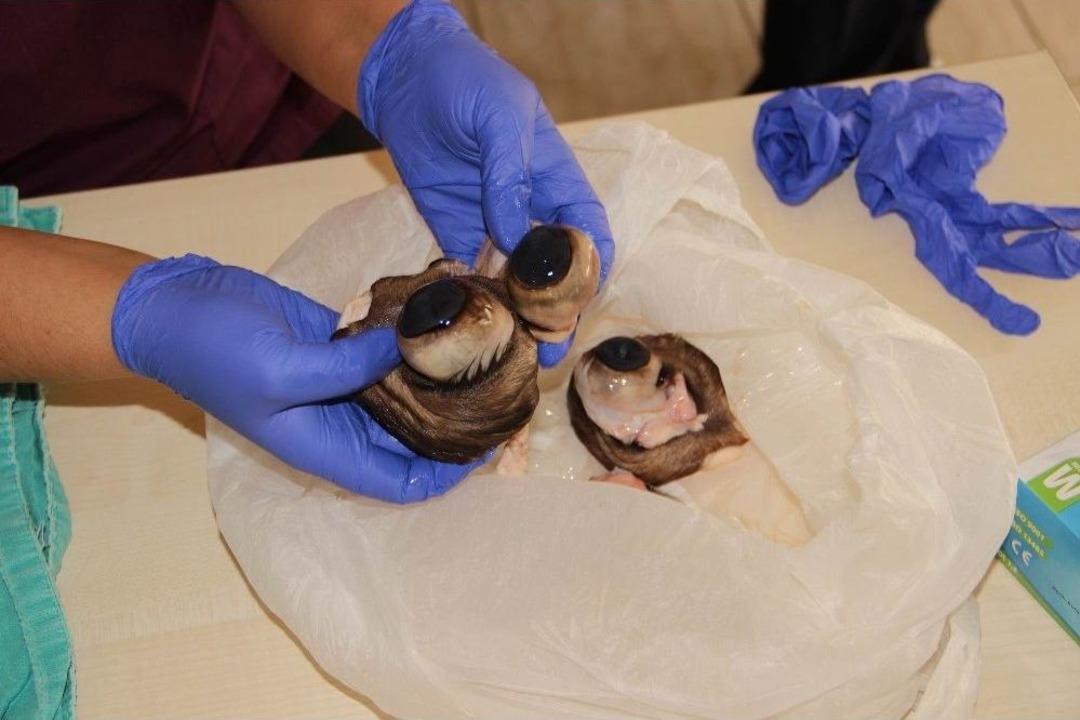 &Ouml;ğrencilerin &rsquo;dana G&ouml;z&uuml;&rsquo; Şaşkınlığı