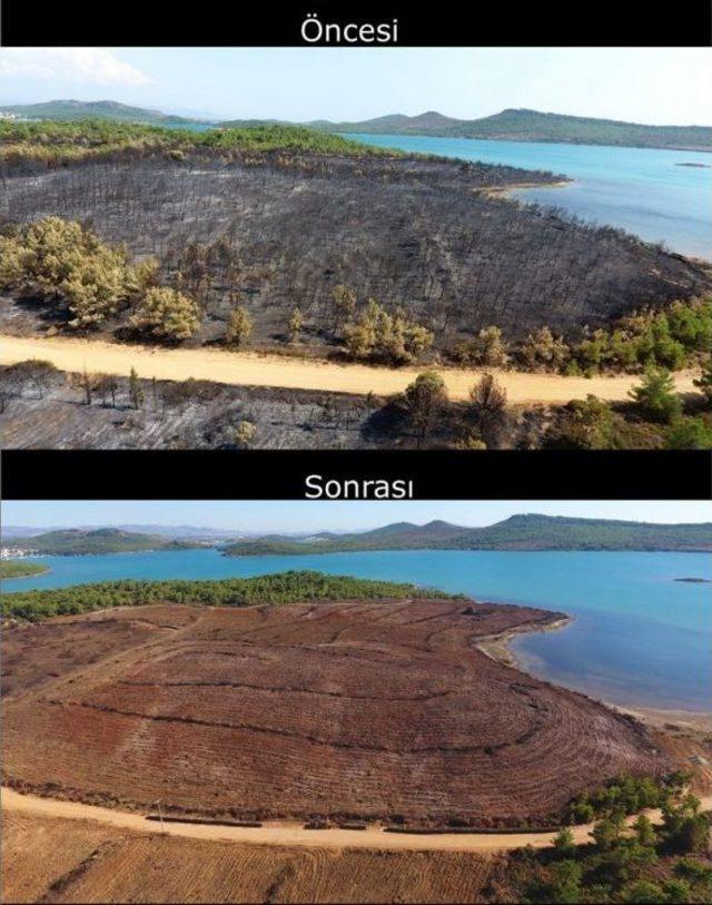 Ayvalık Yangınının İzleri Siliniyor 3