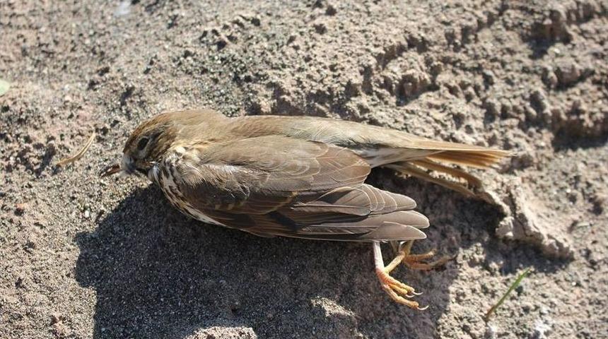 Av Sezonunun A&ccedil;ıldığı İlk G&uuml;n Y&uuml;zlerce Acı Oltu Avlaklarını Doldurdu