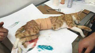 Yavruları Anne Karnında Ölen Kedi Sezeryan İle Kurtarıldı