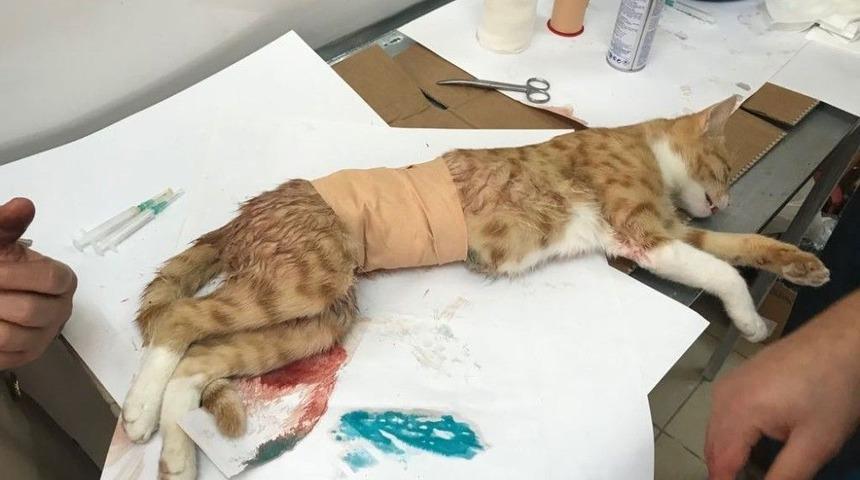 Yavruları Anne Karnında Ölen Kedi Sezeryan İle Kurtarıldı