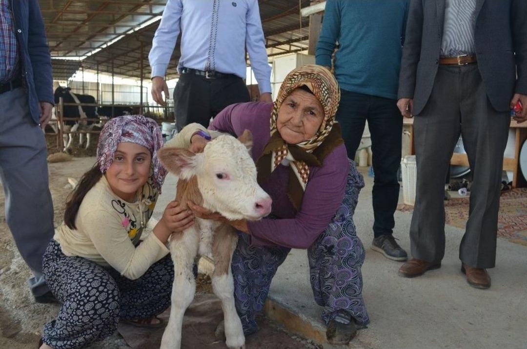 Kula&rsquo;da İthal Gebe D&uuml;veler &Uuml;reticilere Teslim Edildi