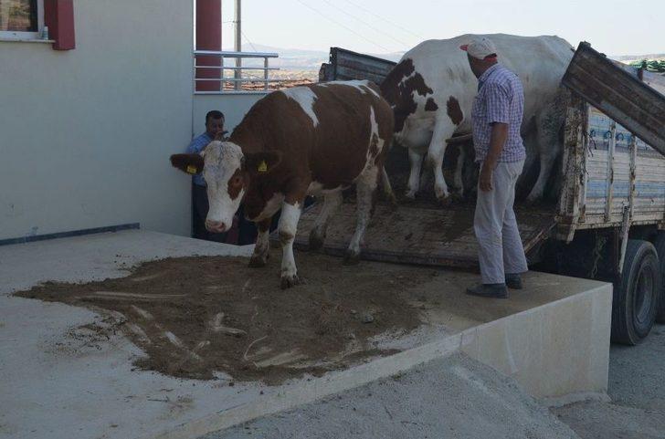 Kula’da İthal Gebe Düveler Üreticilere Teslim Edildi G1