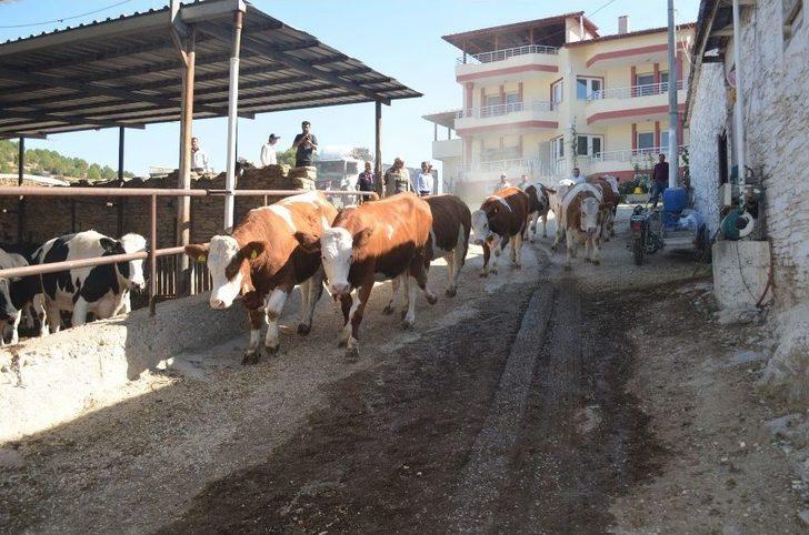 Kula’da İthal Gebe Düveler Üreticilere Teslim Edildi G3