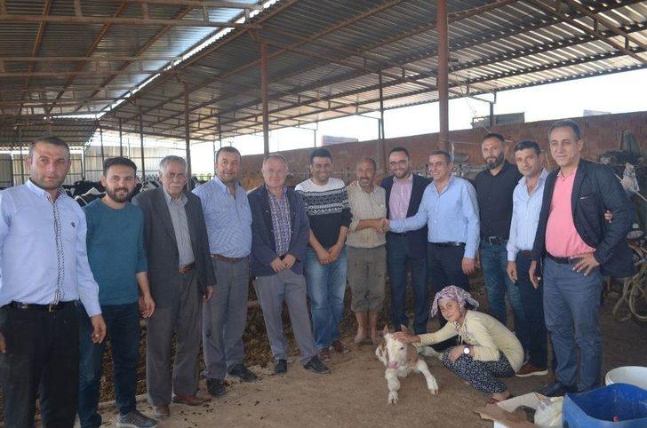 Kula’da İthal Gebe Düveler Üreticilere Teslim Edildi G4