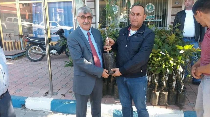 K&ouml;pr&uuml;başılı &Uuml;reticilere Ceviz Fidanı Desteği