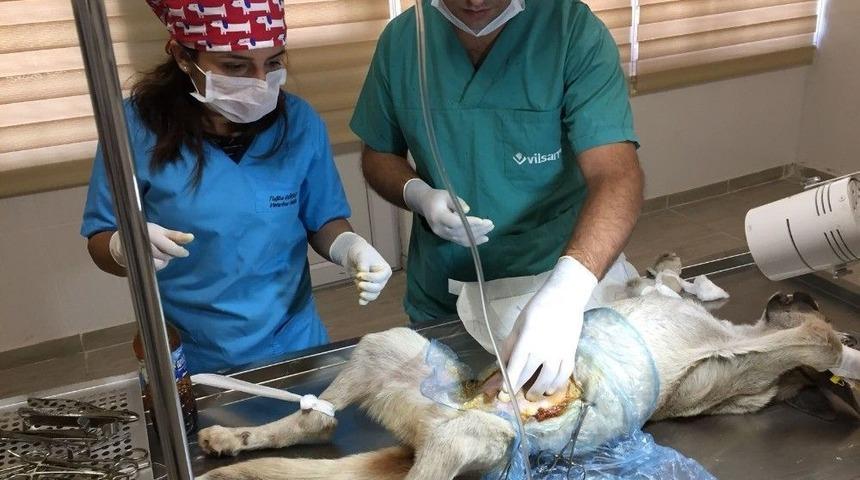 Beslenemeyen K&ouml;peğe Tıbbi M&uuml;dahale Yapıldı