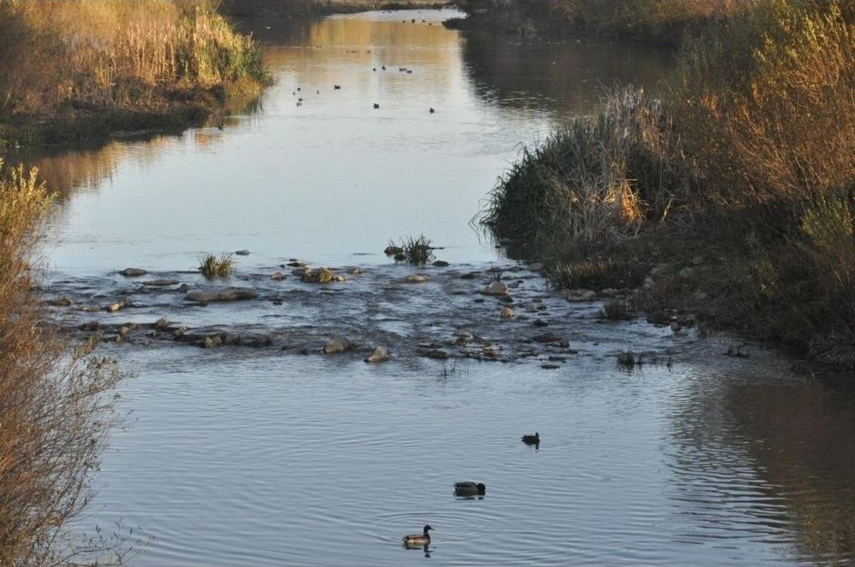 Kars &Ccedil;ayı Yeşilbaş &Ouml;rdeklere Ev Sahipliği Yapıyor