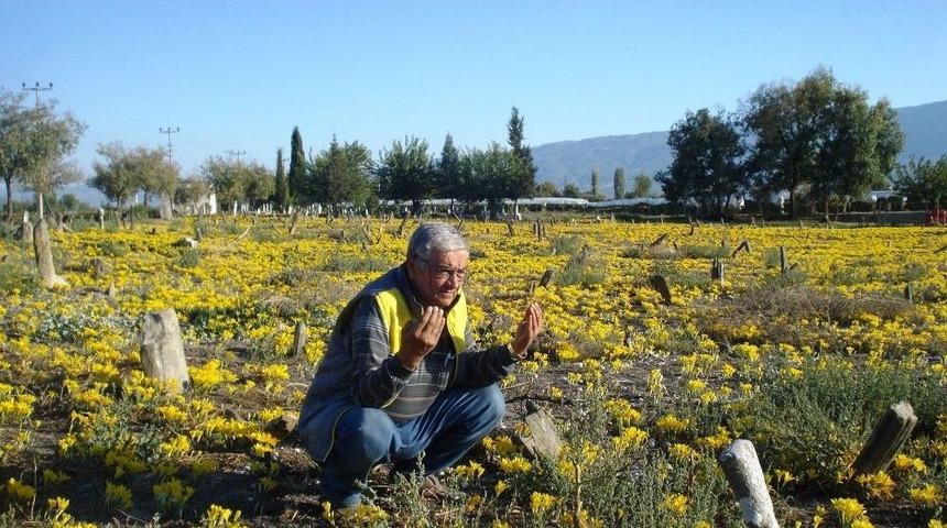 200 Yıllık Mezarlık Her Yıl Sarıya B&uuml;r&uuml;n&uuml;yor