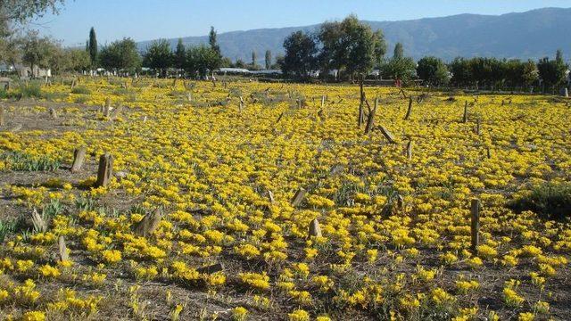 200 Yıllık Mezarlık Her Yıl Sarıya Bürünüyor