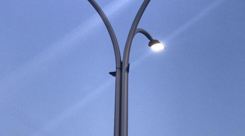 Yavru Karga &Ouml;yle Bir Yere Sıkıştı Ki