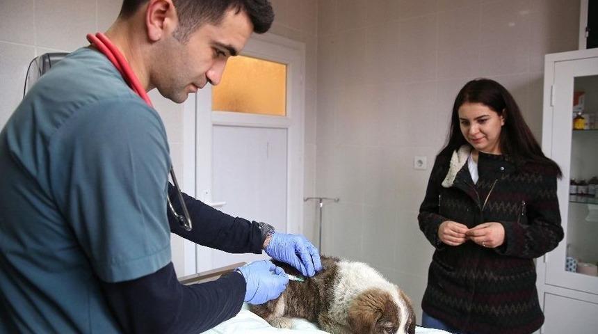 Sokak Hayvanlarına Y&uuml;zde 100 Destek