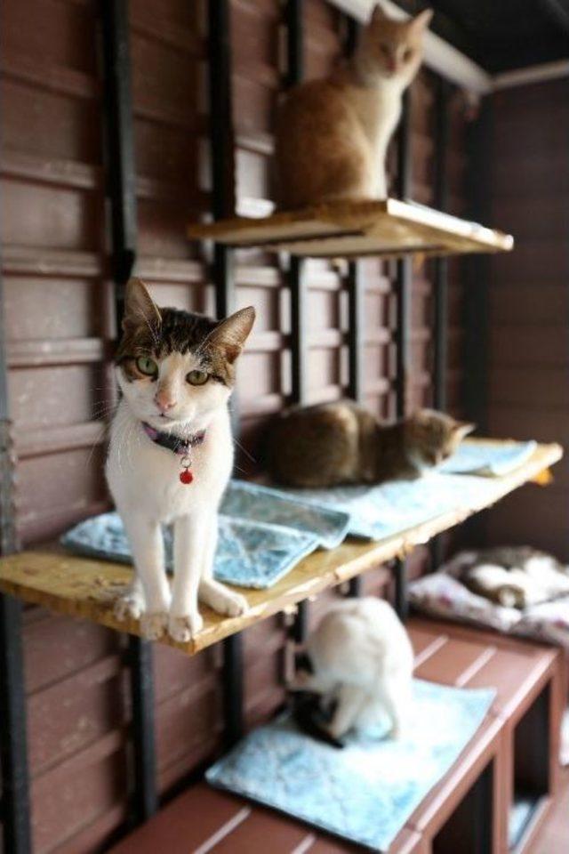 Sokak Hayvanlarına Y&uuml;zde 100 Destek 3