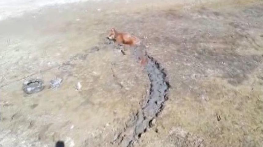 Bataklığa Saplanan İneği İtfaiye Kurtardı