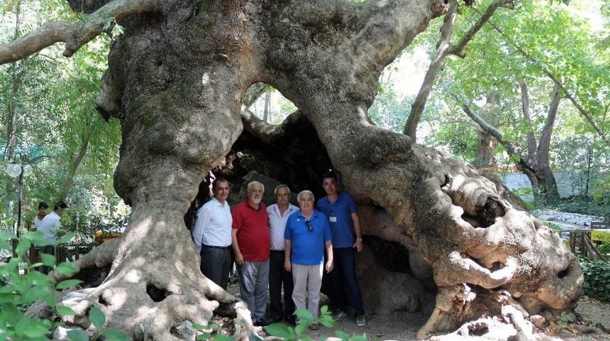 Anıt Ağa&ccedil;ların Envanteri &Ccedil;ıkarılıyor