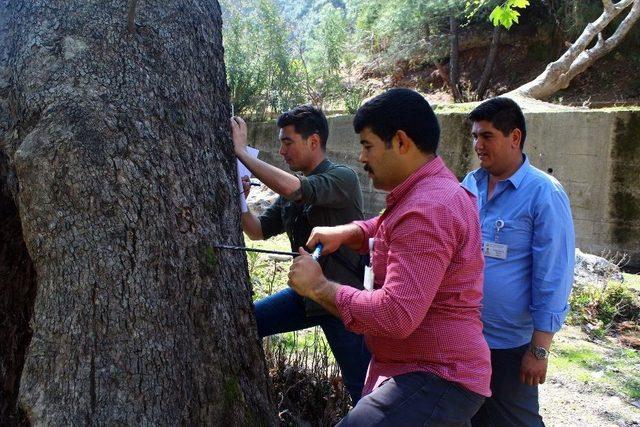 Anıt Ağaçların Envanteri Çıkarılıyor