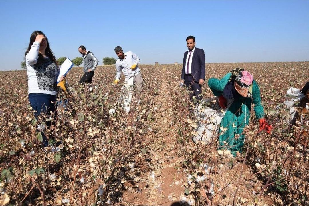 Tarlada &Ouml;ğrenci Avı